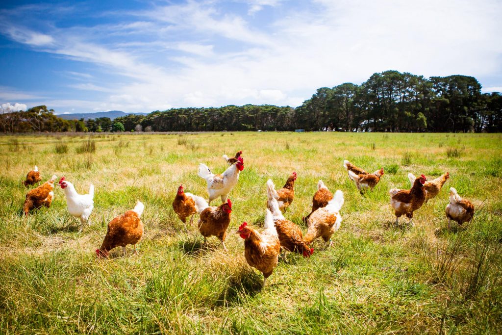 Poultry Farms
